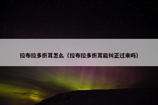 拉布拉多折耳怎么（拉布拉多折耳能纠正过来吗）