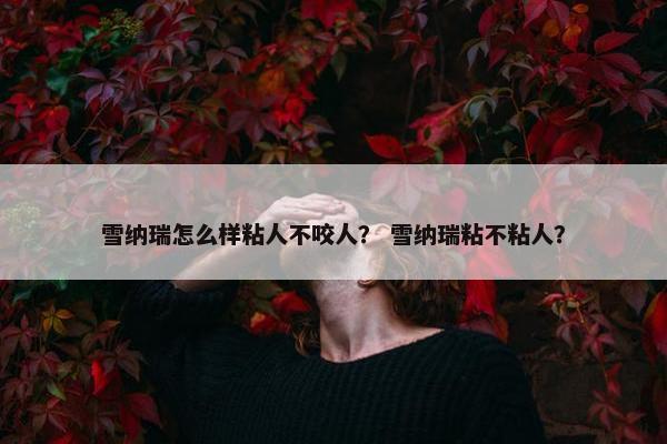 雪纳瑞怎么样粘人不咬人？ 雪纳瑞粘不粘人？