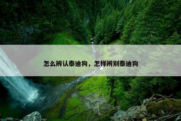 怎么辨认泰迪狗，怎样辨别泰迪狗