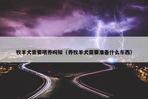 牧羊犬需要喂养吗知（养牧羊犬需要准备什么东西）