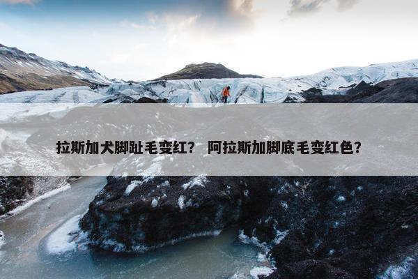 拉斯加犬脚趾毛变红？ 阿拉斯加脚底毛变红色？