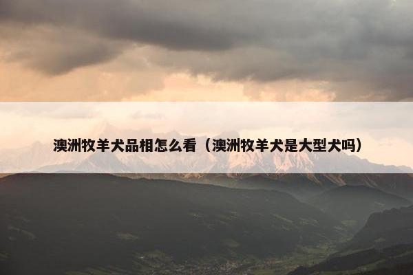 澳洲牧羊犬品相怎么看（澳洲牧羊犬是大型犬吗）