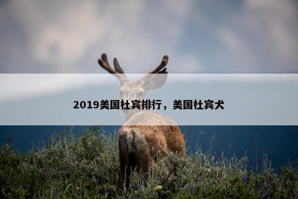2019美国杜宾排行，美国杜宾犬