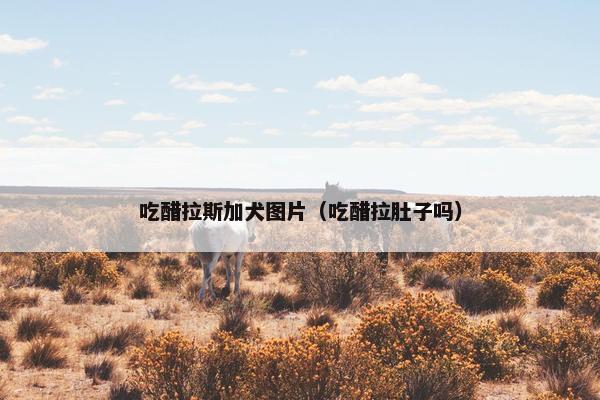 吃醋拉斯加犬图片（吃醋拉肚子吗）