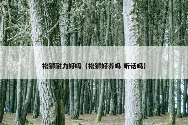 松狮耐力好吗（松狮好养吗 听话吗）