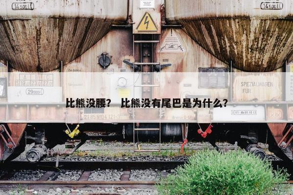 比熊没腰？ 比熊没有尾巴是为什么？