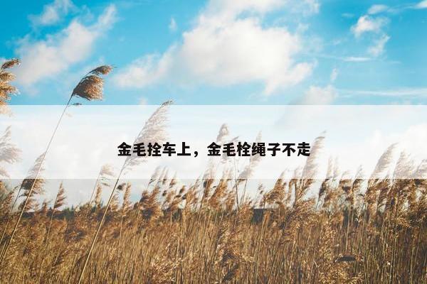 金毛拴车上，金毛栓绳子不走