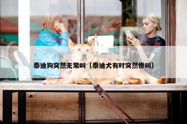 泰迪狗突然无常叫（泰迪犬有时突然惨叫）