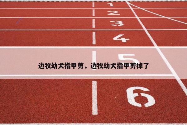 边牧幼犬指甲剪，边牧幼犬指甲剪掉了