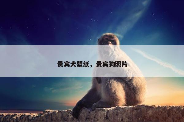 贵宾犬壁纸，贵宾狗照片