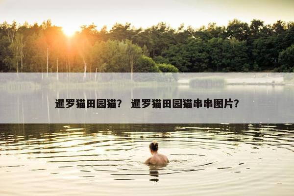暹罗猫田园猫？ 暹罗猫田园猫串串图片？