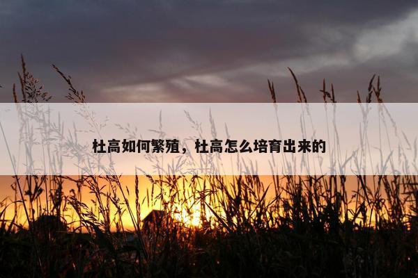 杜高如何繁殖，杜高怎么培育出来的