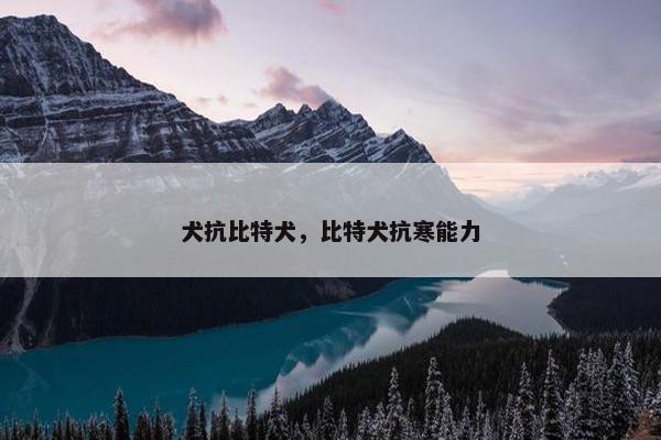 犬抗比特犬，比特犬抗寒能力