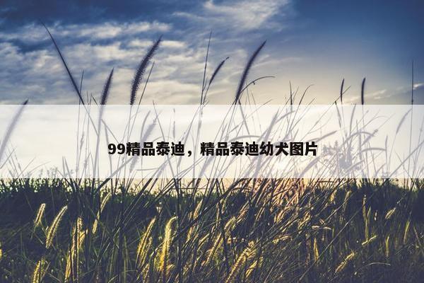 99精品泰迪，精品泰迪幼犬图片