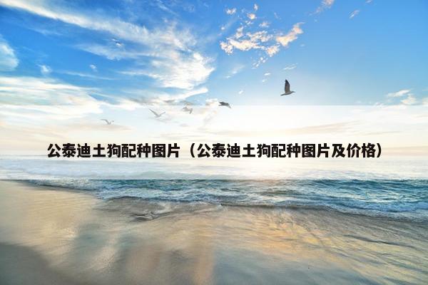 公泰迪土狗配种图片（公泰迪土狗配种图片及价格）