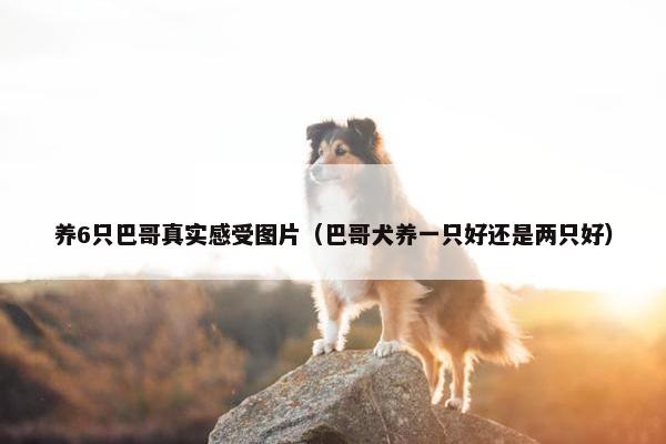 养6只巴哥真实感受图片（巴哥犬养一只好还是两只好）