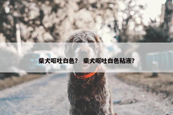 柴犬呕吐白色？ 柴犬呕吐白色粘液？