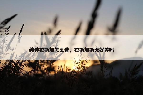 纯种拉斯加怎么看，拉斯加斯犬好养吗