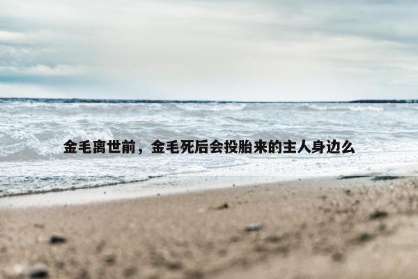 金毛离世前，金毛死后会投胎来的主人身边么