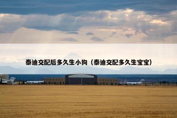 泰迪交配后多久生小狗（泰迪交配多久生宝宝）