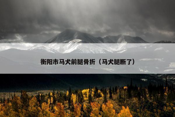 衡阳市马犬前腿骨折（马犬腿断了）