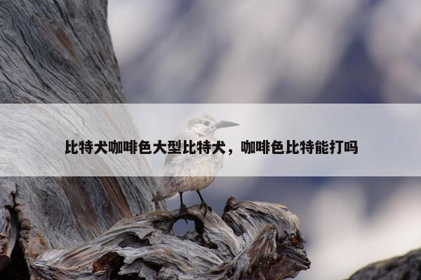 比特犬咖啡色大型比特犬，咖啡色比特能打吗