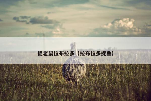 捉老鼠拉布拉多（拉布拉多捉鱼）
