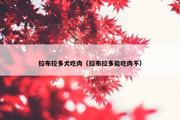 拉布拉多犬吃肉（拉布拉多能吃肉不）