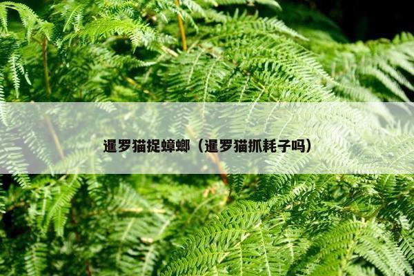 暹罗猫捉蟑螂（暹罗猫抓耗子吗）
