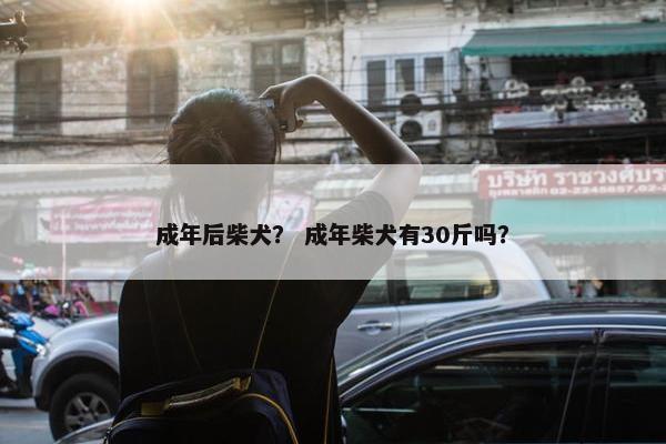 成年后柴犬？ 成年柴犬有30斤吗？