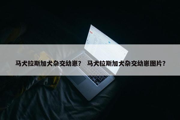 马犬拉斯加犬杂交幼崽？ 马犬拉斯加犬杂交幼崽图片？