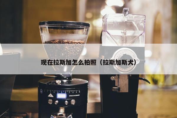 现在拉斯加怎么拍照（拉斯加斯犬）