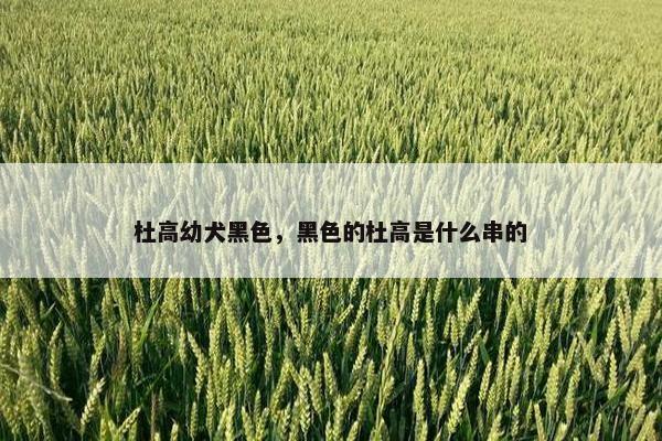 杜高幼犬黑色，黑色的杜高是什么串的