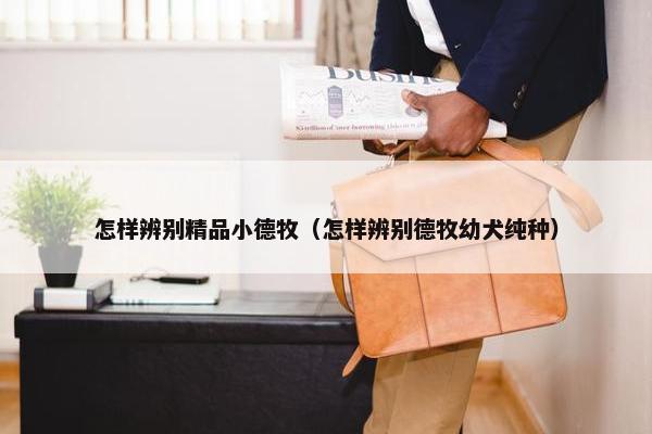 怎样辨别精品小德牧（怎样辨别德牧幼犬纯种）