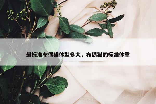 最标准布偶猫体型多大，布偶猫的标准体重