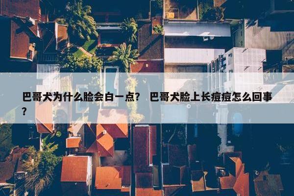 巴哥犬为什么脸会白一点？ 巴哥犬脸上长痘痘怎么回事？