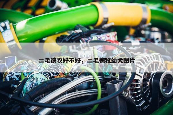二毛德牧好不好，二毛德牧幼犬图片