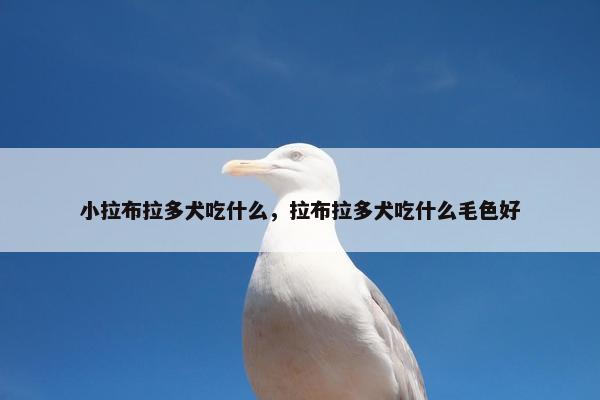 小拉布拉多犬吃什么，拉布拉多犬吃什么毛色好