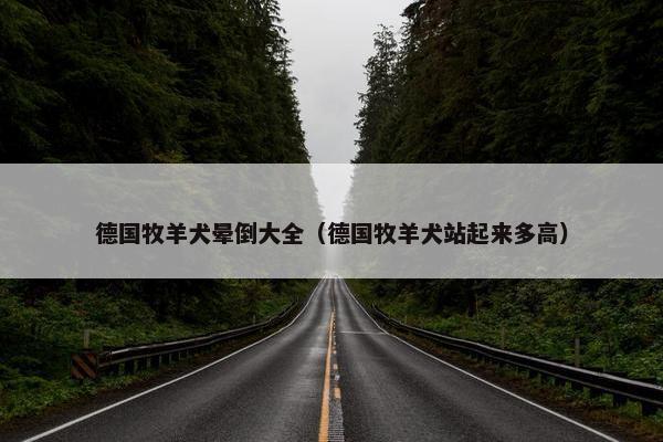 德国牧羊犬晕倒大全（德国牧羊犬站起来多高）