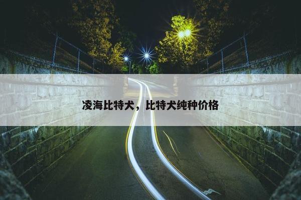 凌海比特犬，比特犬纯种价格