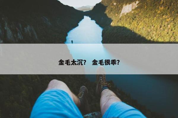 金毛太沉？ 金毛很乖？