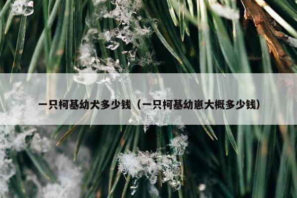 一只柯基幼犬多少钱（一只柯基幼崽大概多少钱）