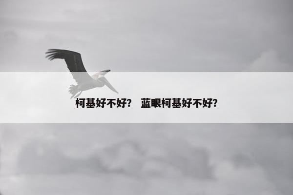 柯基好不好？ 蓝眼柯基好不好？