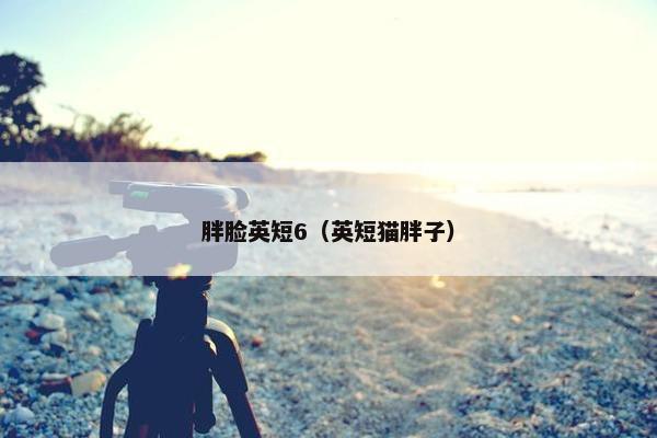 胖脸英短6（英短猫胖子）