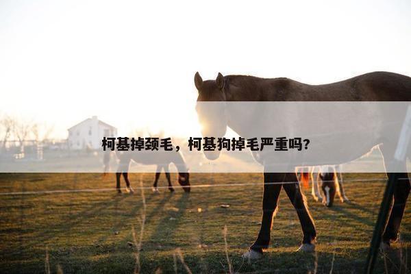 柯基掉颈毛，柯基狗掉毛严重吗?
