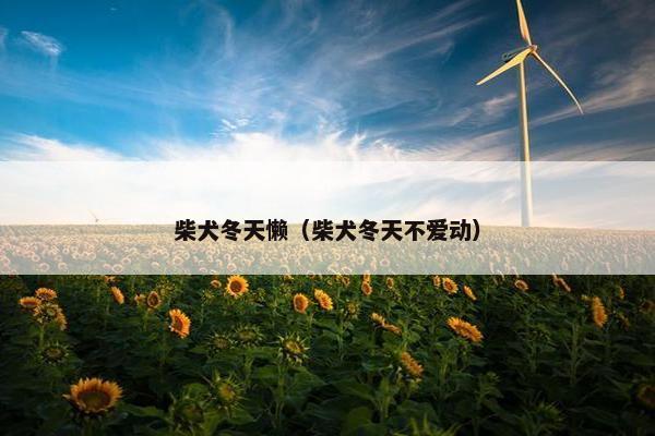 柴犬冬天懒（柴犬冬天不爱动）