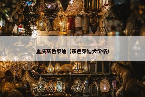 重庆灰色泰迪（灰色泰迪犬价格）