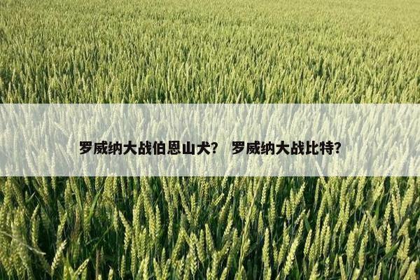 罗威纳大战伯恩山犬？ 罗威纳大战比特？