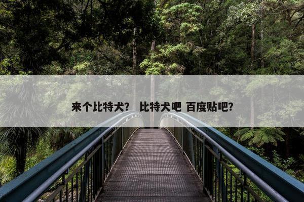 来个比特犬？ 比特犬吧 百度贴吧？