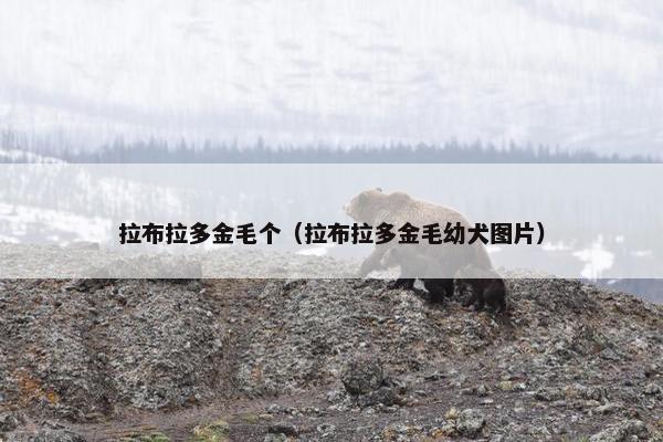 拉布拉多金毛个（拉布拉多金毛幼犬图片）
